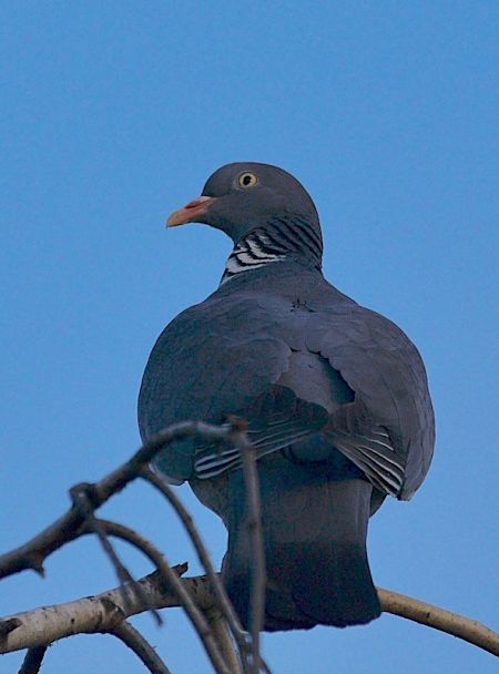 Pigeon ramier  - Hanna Żelichowska
