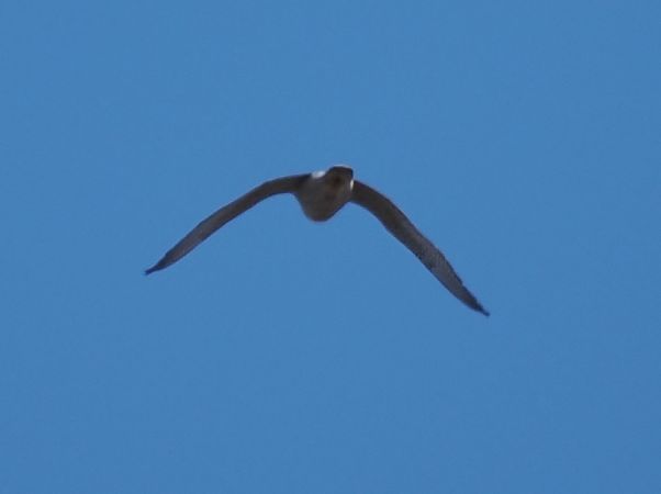 Wanderfalke  - Mariusz Dąbek