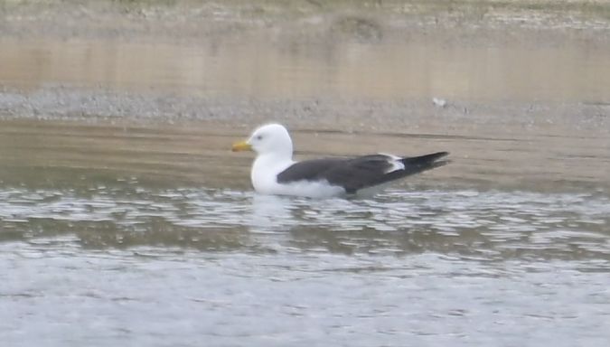 mewa żółtonoga (ssp. fuscus)  - Piotr Kunowski