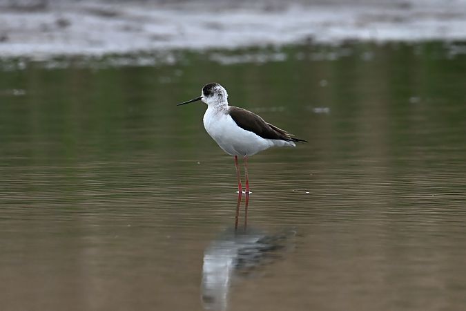 szczudłak 