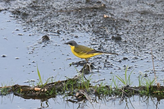 Bergeronnette nordique (ssp. thunbergi) 