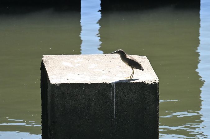 ślepowron 