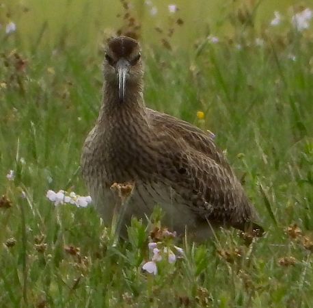 Regenbrachvogel  - Geoff Boulton