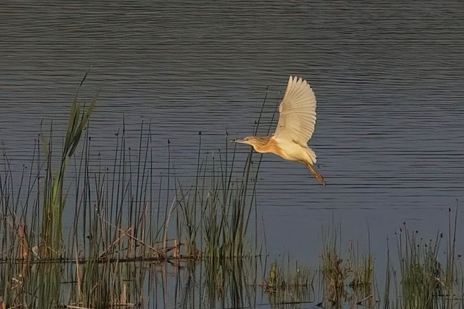 czapla modronosa 
