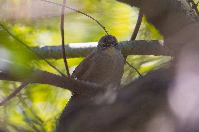 Bouscarle de Cetti 