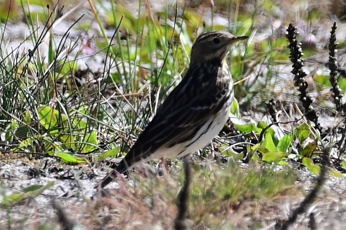 Red-throated Pipit  - Marian Giertych