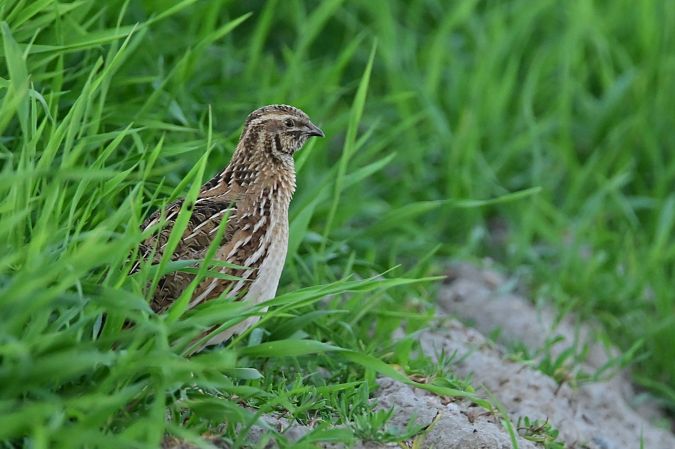 Common Quail  - Marian Giertych