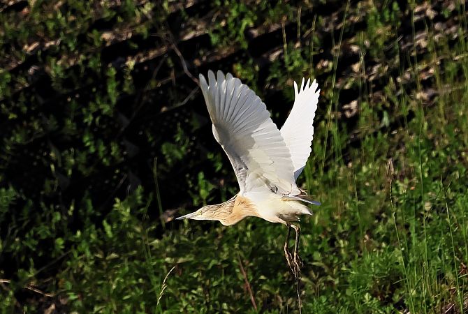 czapla modronosa  - Piotr Łagosz