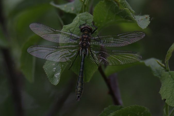 Falkenlibelle  - Mariusz Zub