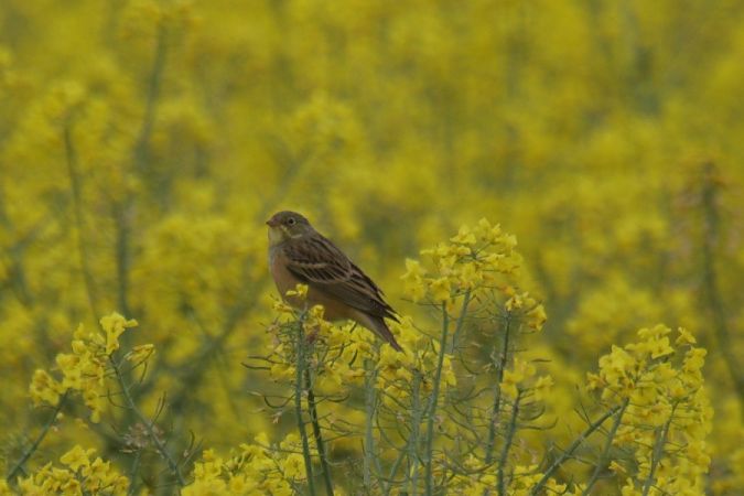 ortolan  - Mariusz Zub