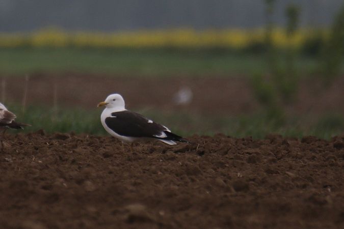 mewa żółtonoga (ssp. fuscus)  - Mariusz Zub