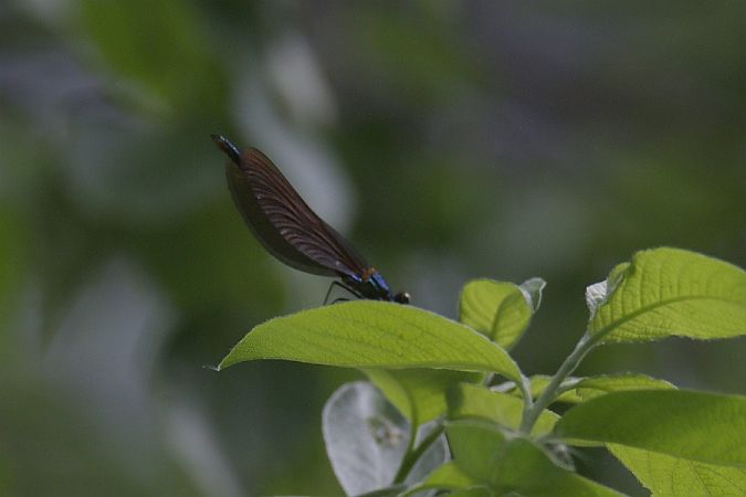 Blauflügel-Prachtlibelle  - Mariusz Zub