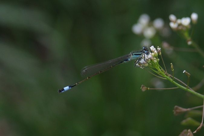 Große Pechlibelle  - Mariusz Zub