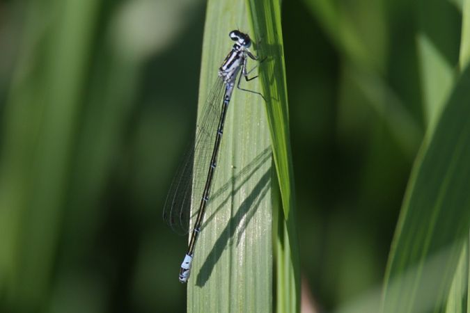 Fledermaus-Azurjungfer  - Mariusz Zub