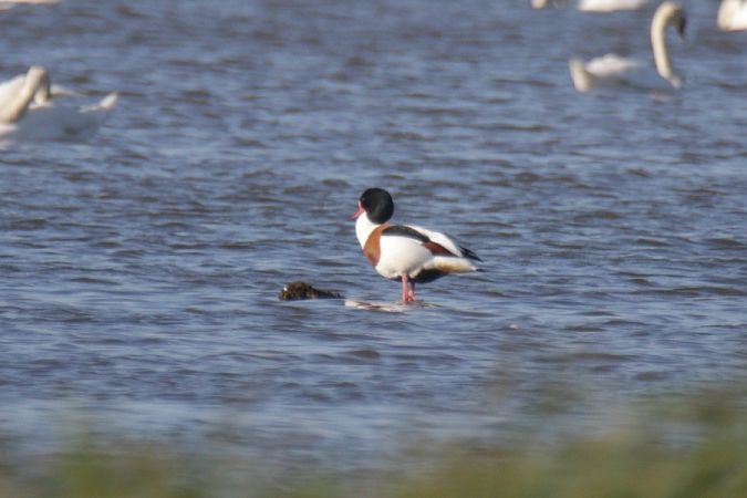 Common Shelduck  - Mariusz Zub