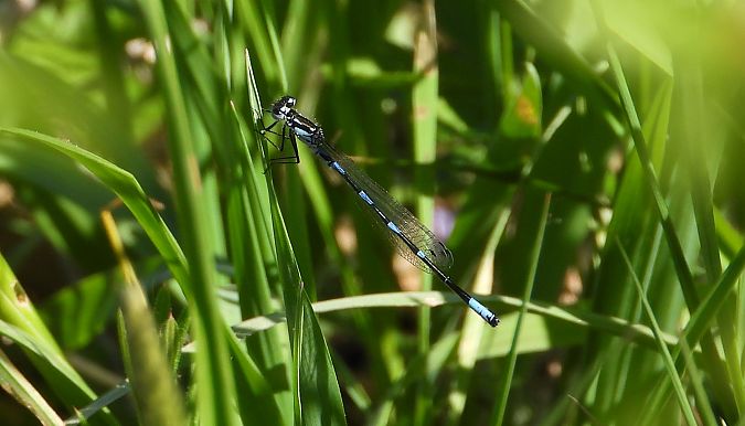 Agrion exclamatif 