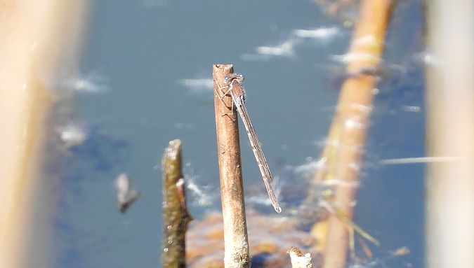 Gemeine Winterlibelle 