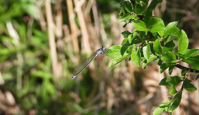 Große Pechlibelle 