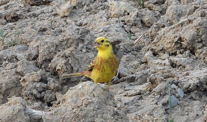 Goldammer  - Jarosław Słowikowski