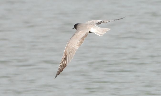 Black Tern  - Jarosław Słowikowski