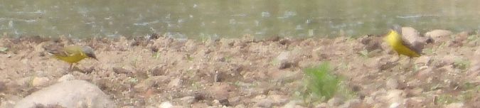 pliszka żółta (tundrowa, ssp. thunbergi) 