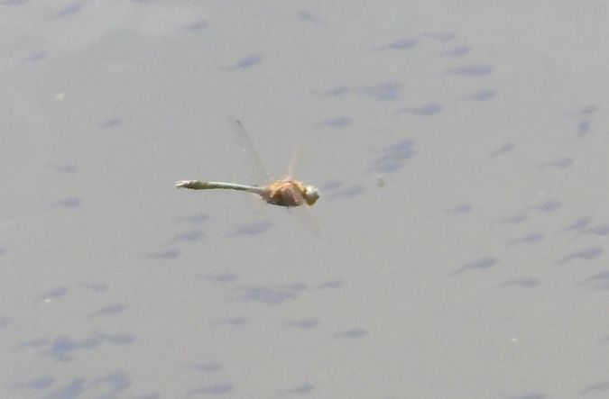 Falkenlibelle 