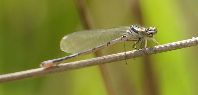 Große Pechlibelle 