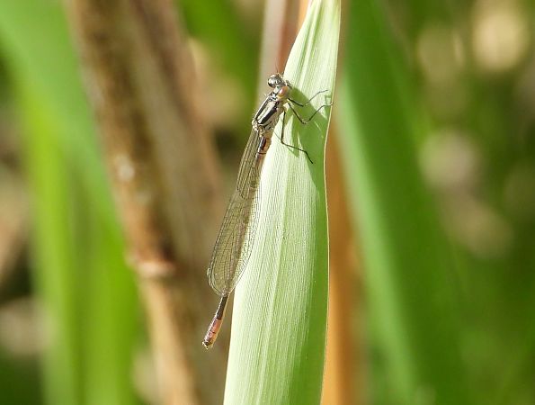 Große Pechlibelle 