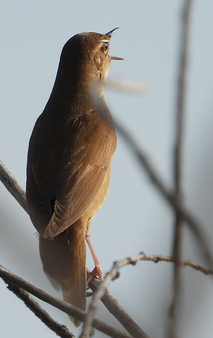 Savi's Warbler  - Jarosław Słowikowski