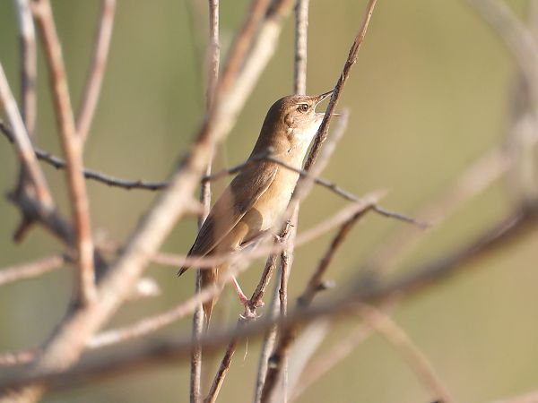 Savi's Warbler  - Jarosław Słowikowski