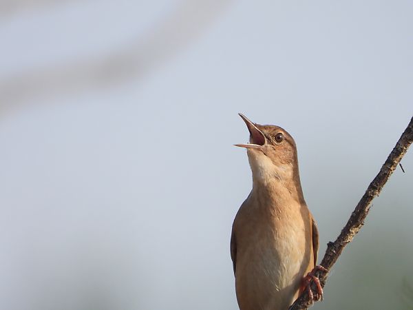 Savi's Warbler  - Jarosław Słowikowski