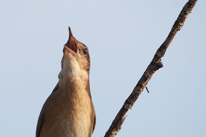 Savi's Warbler  - Jarosław Słowikowski
