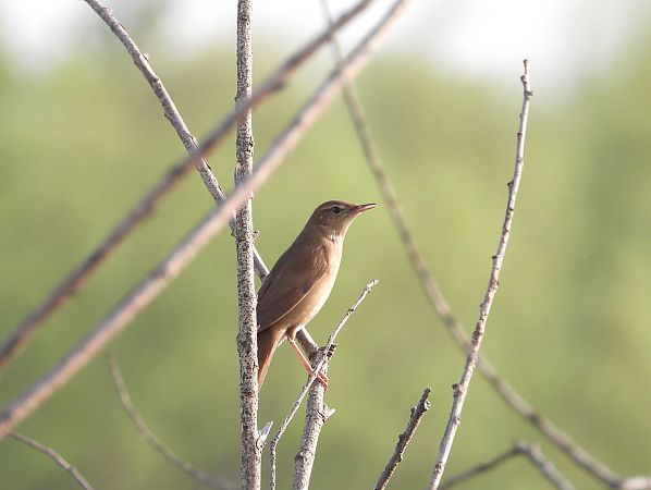 Savi's Warbler  - Jarosław Słowikowski