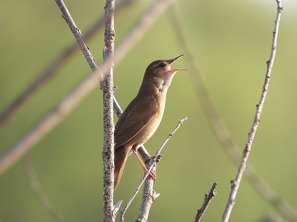 Savi's Warbler  - Jarosław Słowikowski