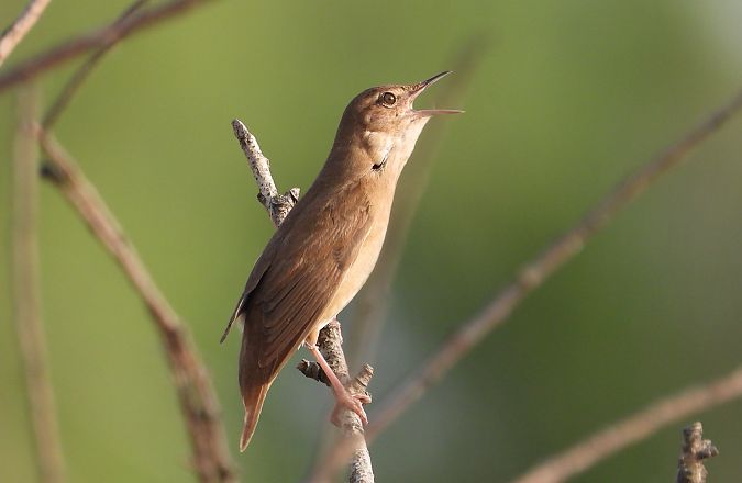 Savi's Warbler  - Jarosław Słowikowski