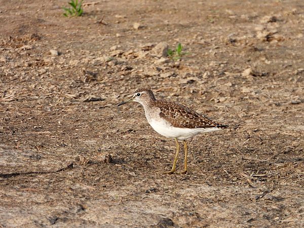 Wood Sandpiper  - Jarosław Słowikowski