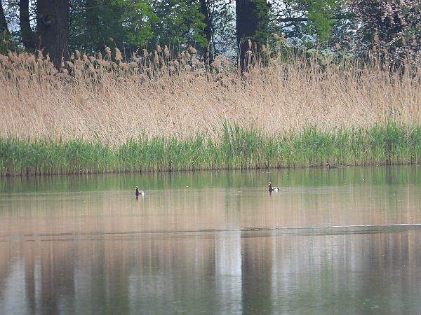hełmiatka 