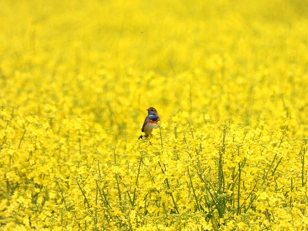 Blaukehlchen 