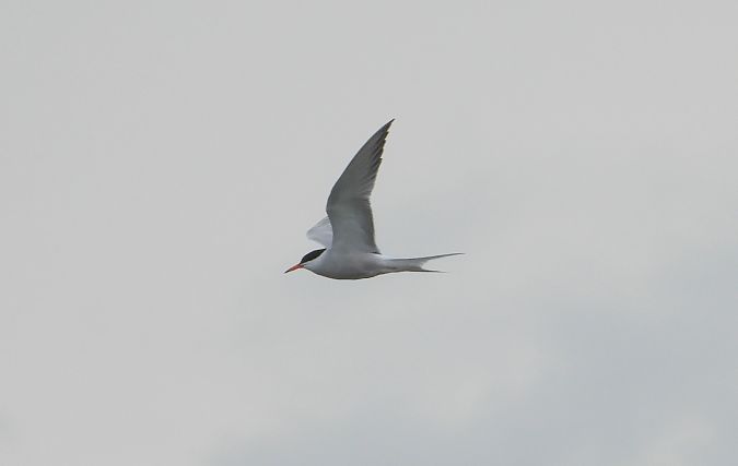 Common Tern  - Jarosław Słowikowski