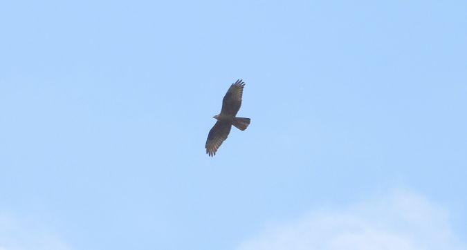 European Honey Buzzard  - Jarosław Słowikowski