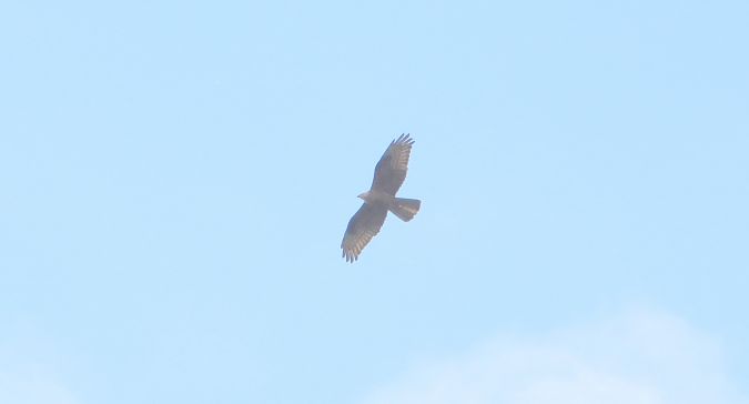 Wespenbussard  - Jarosław Słowikowski