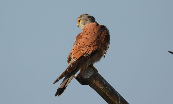 Turmfalke  - Jarosław Słowikowski