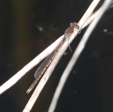 Gemeine Winterlibelle 