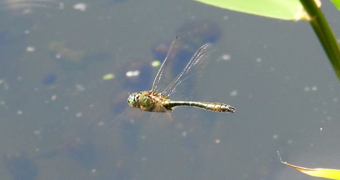 Falkenlibelle 