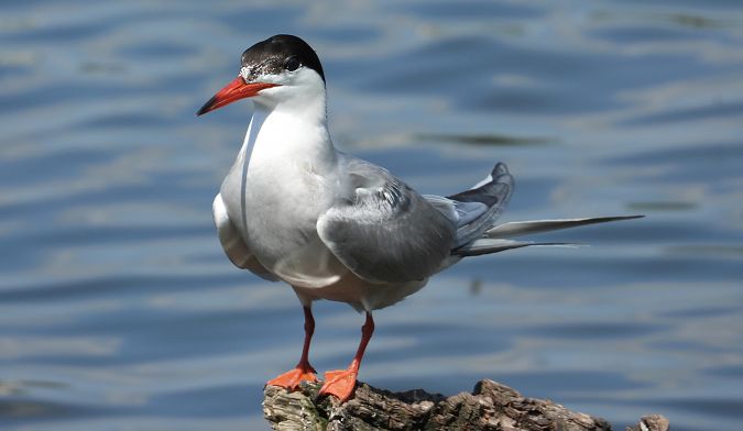 Common Tern  - Jarosław Słowikowski