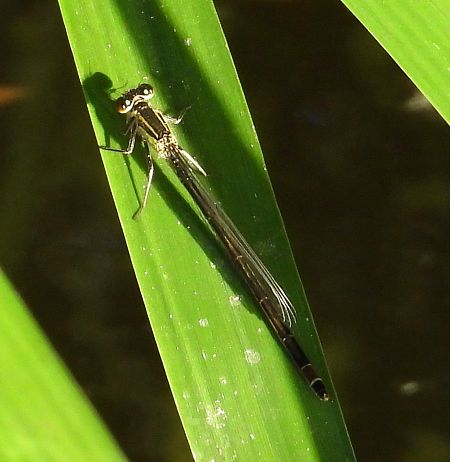 Große Pechlibelle 