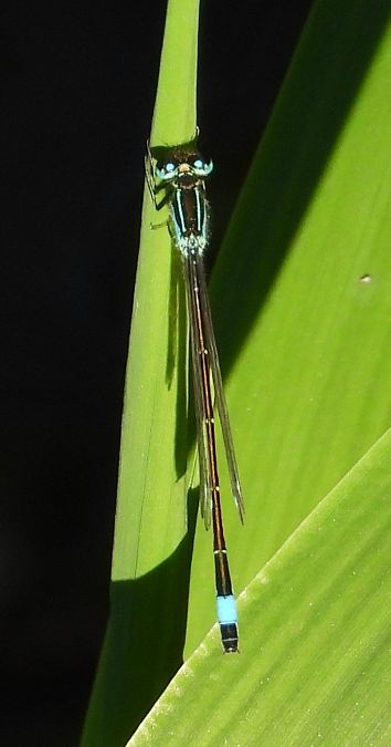 Große Pechlibelle 