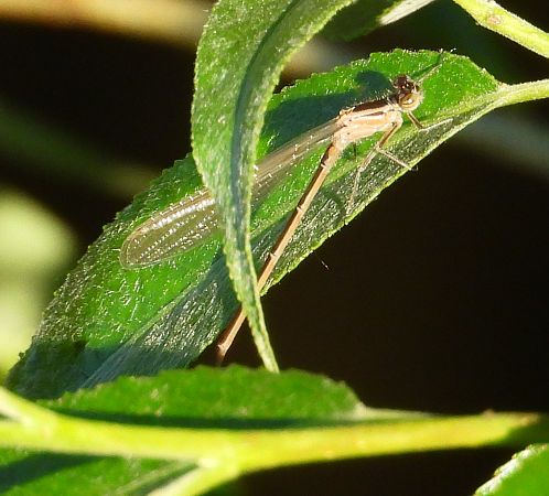 Große Pechlibelle 