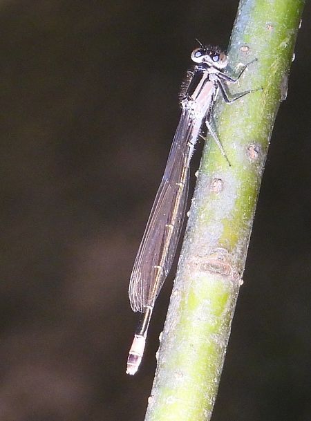 Große Pechlibelle 