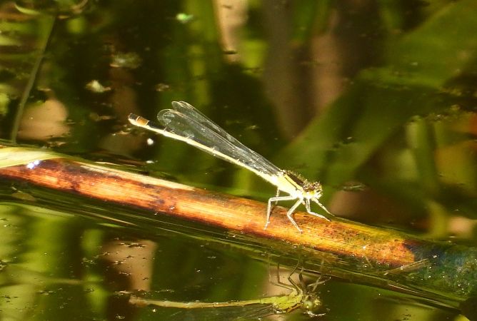 Große Pechlibelle 